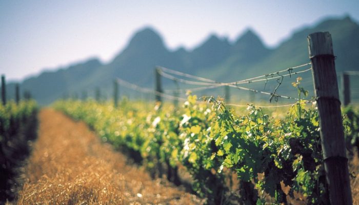 Avontuur-Vineyards-smaller-Michael-Taberer